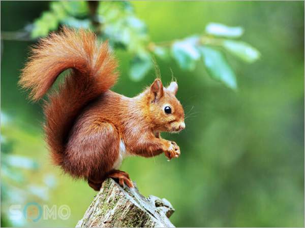 Mơ thấy Sóc có ý nghĩa gì
