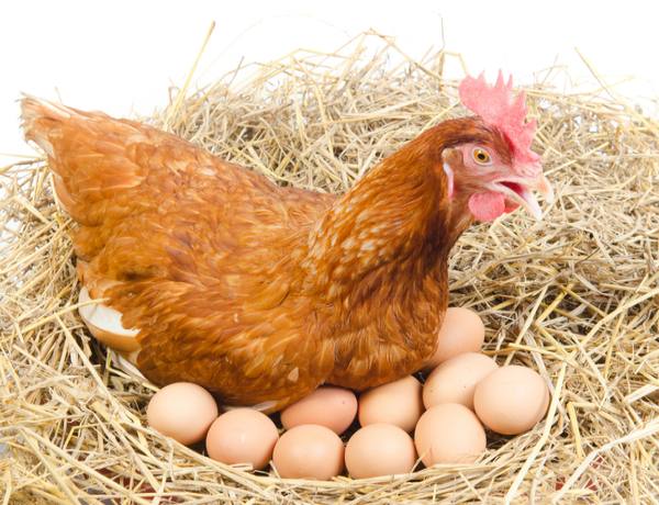 Điềm báo về sự thịnh vượng khi mơ thấy gà đẻ trứng?