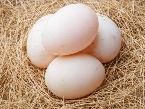 Điềm báo ý nghĩa mơ thấy quả trứng vịt Điềm báo ý nghĩa mơ thấy quả trứng vịt