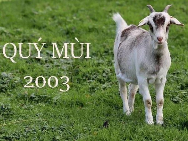 Mệnh Mộc 2003 hợp số nào biến chuyển vận hạn?