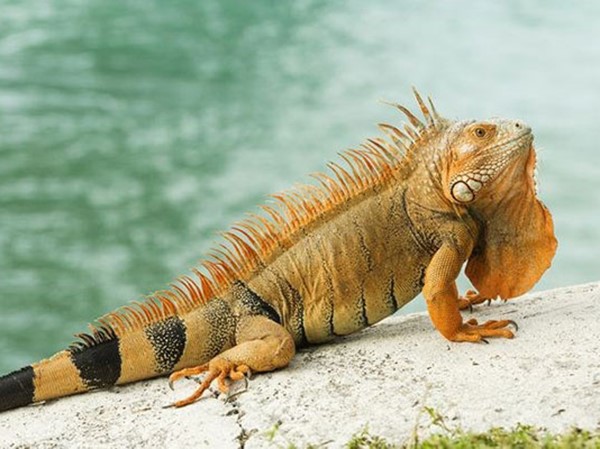 Ngủ mơ thấy kỳ nhông có phải điềm gở không?