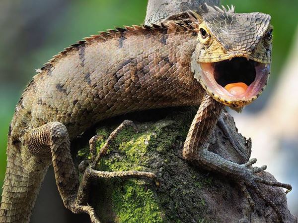 Ngủ mơ thấy kỳ nhông có phải điềm gở không?