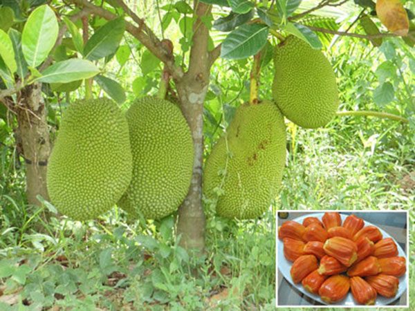 Nằm mơ thấy cây mít có thông điệp gì trong cuộc sống?