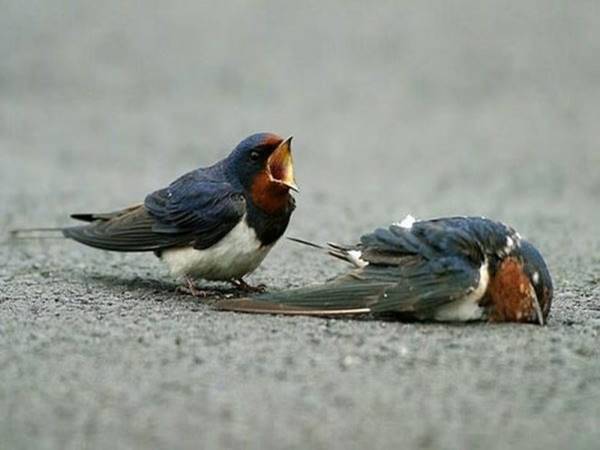 Ngủ mơ thấy chim chết là điềm xui xẻo hay cảnh tỉnh?