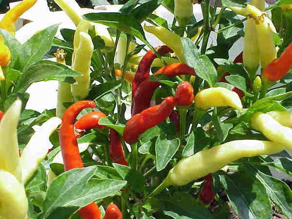 Nằm mơ thấy cây ớt có ý nghĩa gì