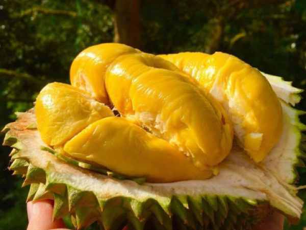 Mộng thấy ăn sầu riêng chín mọng ngọt lịm