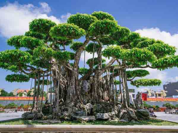 Ngủ mơ thấy trèo lên cây cổ thụ
