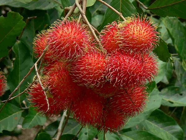 Ngủ mơ thấy quả chôm chôm có ý nghĩa gì?