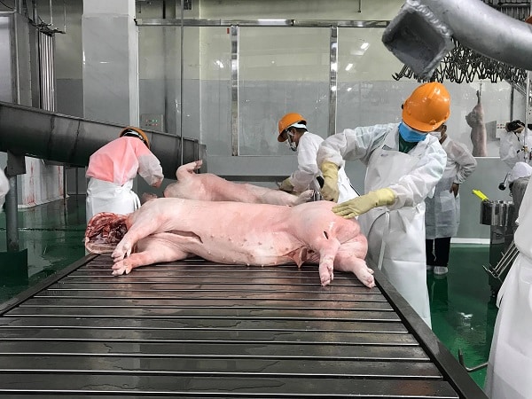 Mơ thấy làm thịt heo có máu chảy nhiều