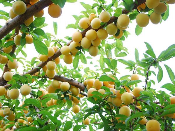 Nằm mơ thấy quả mơ báo hiệu cơ hội đang đến?