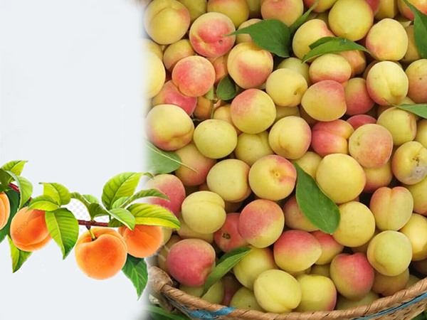 Nằm mơ thấy quả mơ báo hiệu cơ hội đang đến?
