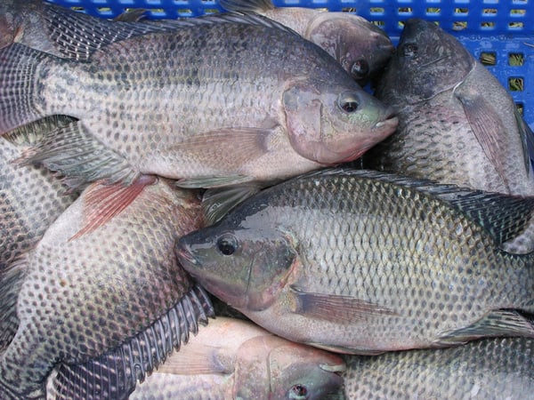 Mơ thấy câu cá rô