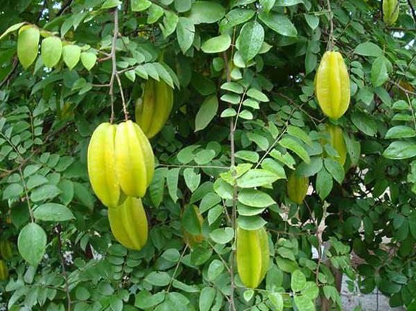 Nằm mơ thấy cây khế là điềm gì, thông điệp như nào?
