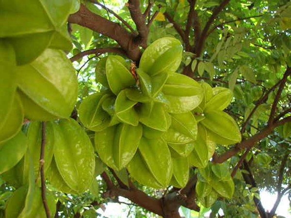 Nằm mơ thấy cây khế là điềm gì, thông điệp như nào?