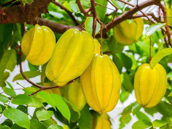 Nằm mơ thấy cây khế là điềm gì, thông điệp như nào?