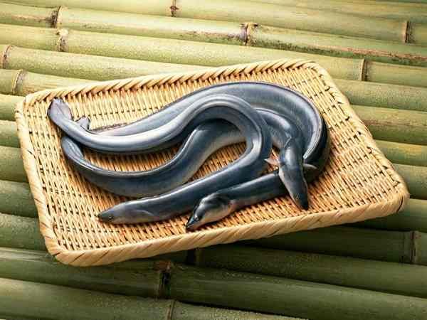 Nằm mơ thấy lươn là điềm gì trong cuộc sống tương lai