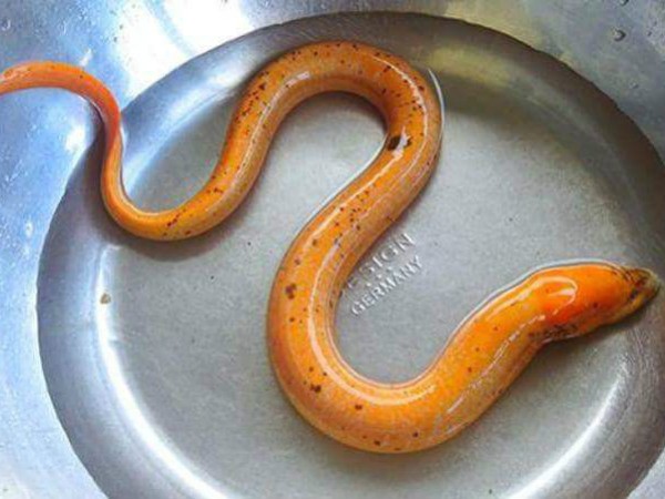 Nằm mơ thấy lươn là điềm gì trong cuộc sống tương lai