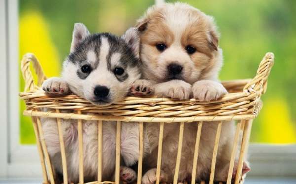 Nằm mơ thấy 2 con chó là điềm gì, liên quan tiền tài chăng?