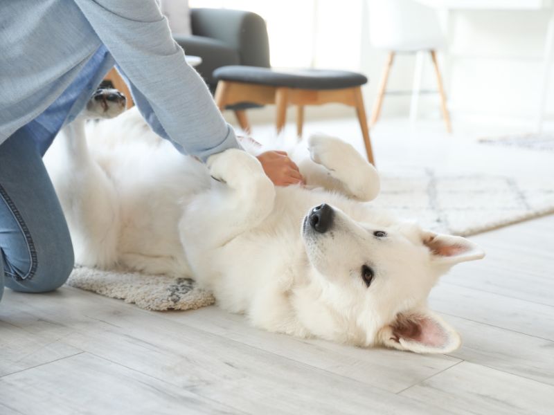 Ngủ mơ thấy chó trắng đuổi theo mình