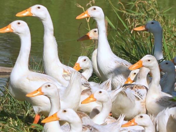 Phân tích ý nghĩa giấc mơ thấy đàn vịt là điềm gì?
