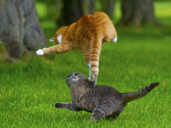 Giải mã nằm mơ thấy 2 con mèo đánh số may, đánh con gì may mắn?