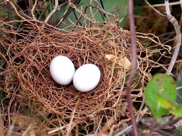 Nằm mơ thấy tổ chim có trứng