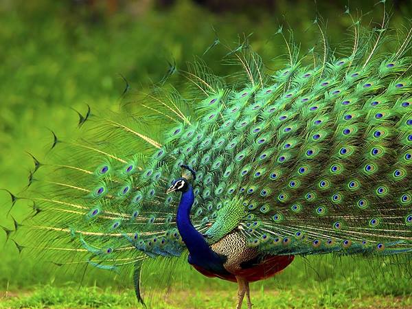 Con công số mấy? Lý giải mơ thấy con công là điềm gì?