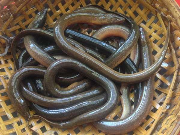 Mơ thấy nhiều con lươn