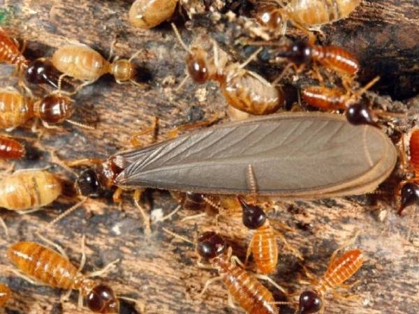Gợi ý con mối là số mấy dựa vào hình dạng