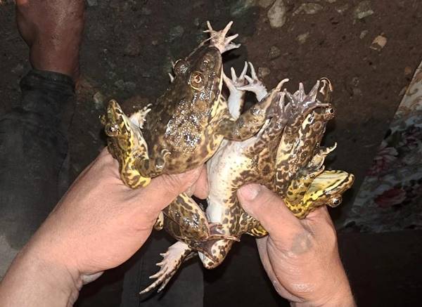 Nằm mơ thấy bắt ếch Nằm mơ thấy bắt ếch
